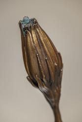 "Queen of the night" daybed