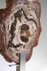 Fossilized wood with steel base